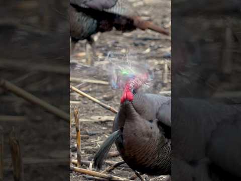 Bowhunting Turkeys straight up western Style! 😳#shorts #turkey #archery #headshot #bowmararchery