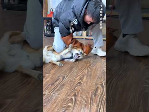 Owner Get Surprise Reaction 😱 While Training Aggressive Dog Rage Into Trust 🤯 #shorts #pets #dog