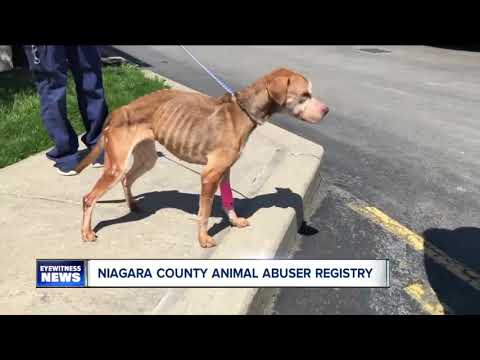 Niagara County&#039;s Animal Abuser Registry helps stop abusers from getting animals again