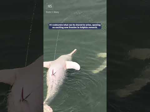 Do Amazon river dolphins send messages with aerial streams of urine? 🐬