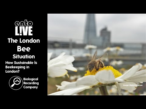 The London Bee Situation: How Sustainable Is Beekeeping in London?