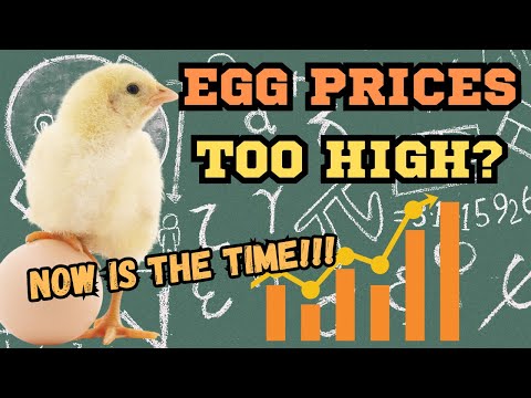 Egg Prices Too High??? | Are Backyard Chickens Worth It?