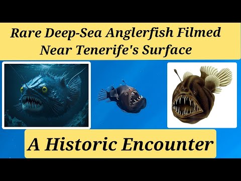 Rare Deep-Sea Anglerfish Filmed in Daylight for the FIRST Time! | Unbelievable Ocean Discovery