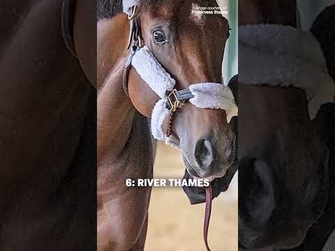 Meet the 150th Preakness Stakes runners! 🐎