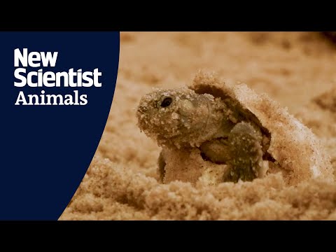 Millions of turtles emerge at world&#039;s largest hatching event