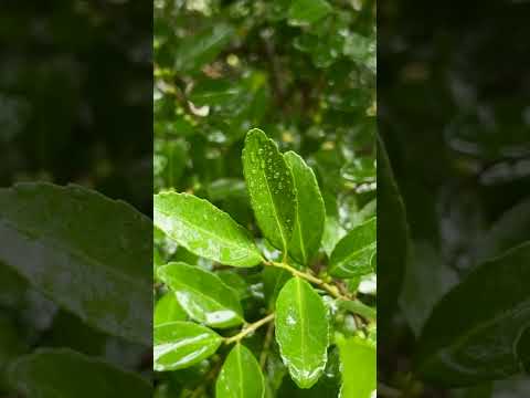Exploring the Environmental Benefits of Yaupon Tea. Cultivating Biodiversity and Flavor.