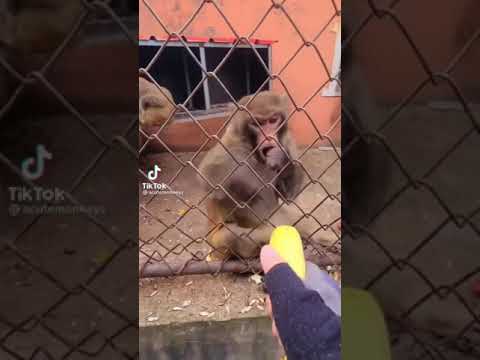 Monkey gets pissed and destroys banana