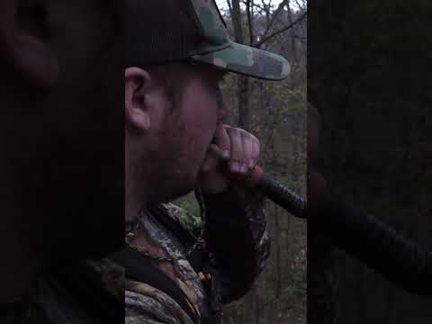 MONSTER BUCK Grunt Call #buckgruntcall #bigbucks #hunting #shorts #youtubeshorts