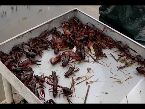 Crawfish season heating up