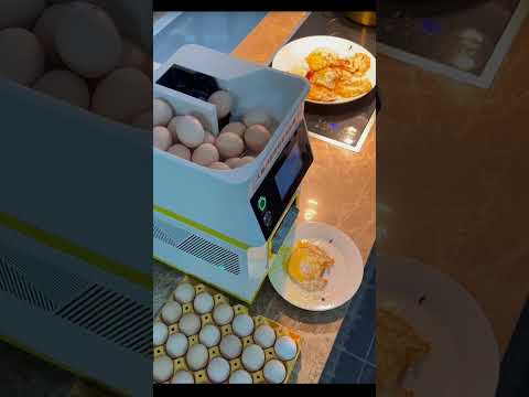 Making Eggs Automated, Greatest Invention Made Breakfast Fun 😎