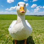 Inside the Aflac Shuffle: What Does Insider Selling Signal for Investors?